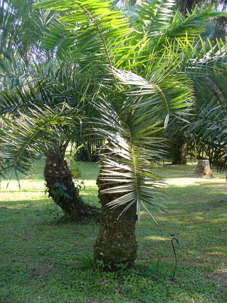 Phoenix pusilla Ceylon Date Palm Flour Palm 5_Seeds image 5