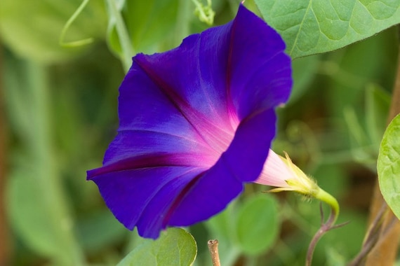 Ipomoea Purpurea | Common Tall Purple Morning Glory