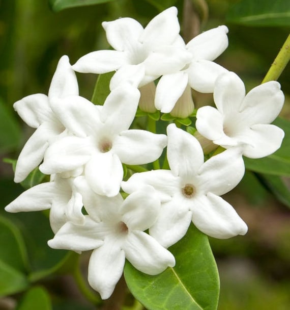 Stephanotis Floribunda Madagascar Jasmine Waxflower - Etsy