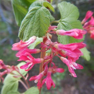 Ribes nevadense | Mountain Pink & Sierra Currant | 10_Seeds