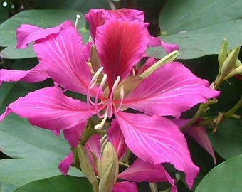May include: A close-up shot of a bright pink Bauhinia flower, featuring a deep red central area. The petals are finely veined, set against green leaves and buds. White stamens provide a strong contrast to the pink and red hues.