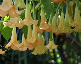 Brugmansia suaveolens Yellow | 10_Seeds