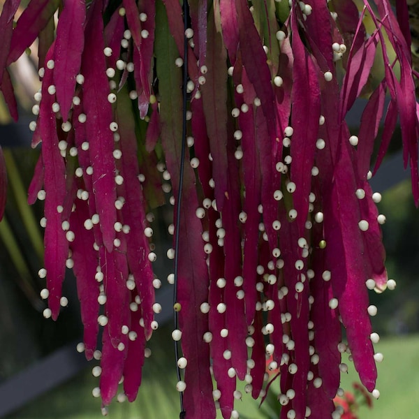 Pseudorhipsalis ramulosa | Red Rhipsalis | Mistletoe Cactus | 20_Seeds