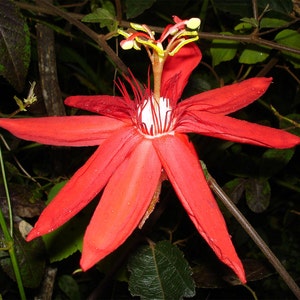 Passiflora coccinea | Red passion flower | 5_Seeds