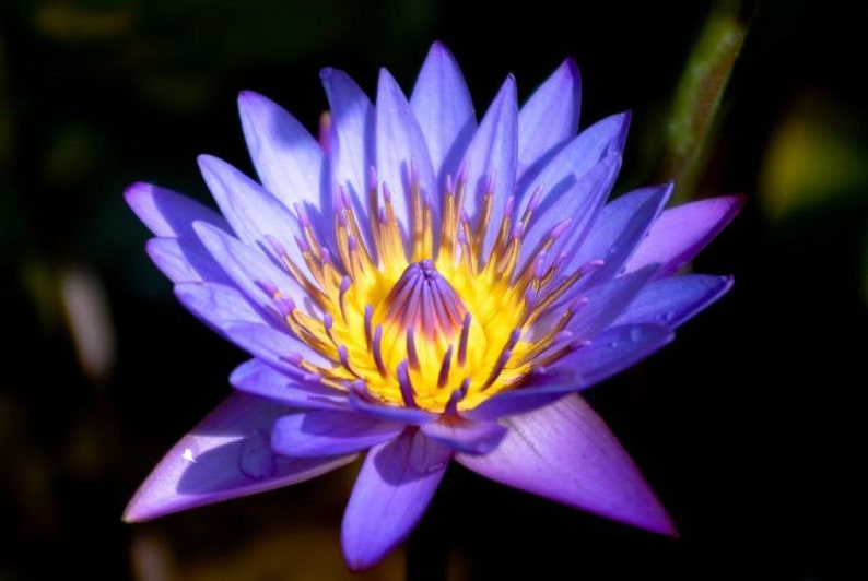 Nymphaea caerulea Blue Egyptian Lotus Sacred Water Lily 10_Seeds image 2