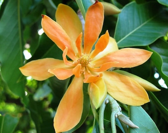 Magnolia champaca | Yellow Jade Orchid Tree | 5_seeds