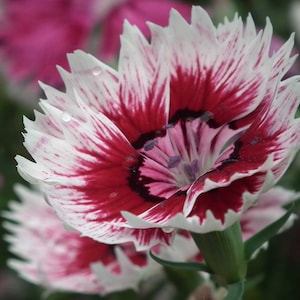 Dianthus barbatus | Sweet William | 100_Seeds