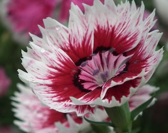Dianthus barbatus / Sweet William / 100_Semi