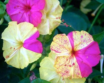 Mirabilis jalapa Broken Colors | Four OClock | Marvel of Peru | 5_Seeds