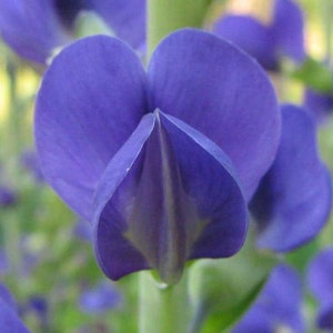 Baptisia australis | Blue Wild Indigo | Rattleweed | 5_Seeds