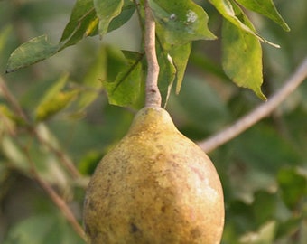 Aegle marmelos | Bael Fruit | Bengal Quince | Golden Apple | 10_Seeds