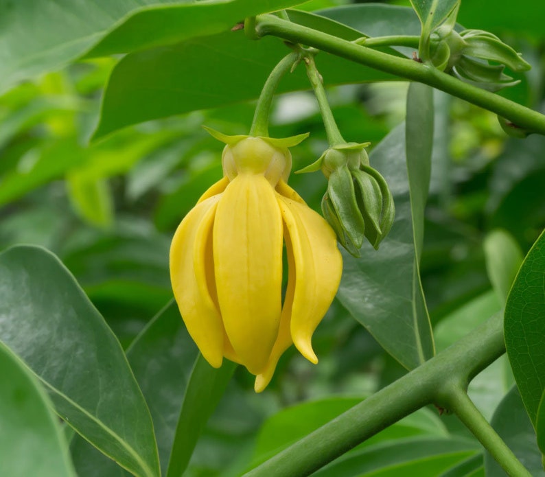 Artabotrys hexapetalus Climbing Ylang Ylang Vine Tail Grape 5_Seeds image 5