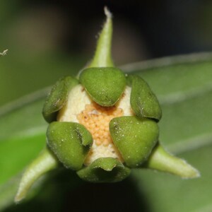 Huberantha cerasoides Polyalthia Cherry Ashok 5_Seeds image 3