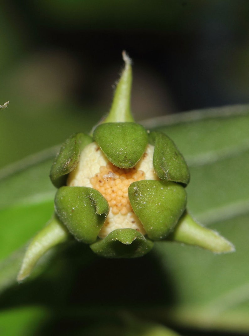 Huberantha cerasoides Polyalthia Cherry Ashok 5_Seeds image 3