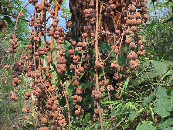 Jinsiy partiyalarda rus oliy jamiyati Batgirl pornosini onlayn tomosha qiling