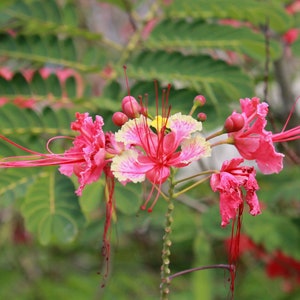 Caesalpinia pulcherrima Pink | 5_Seeds