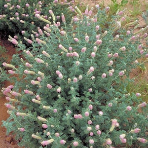 Dalea villosa Silky Prairie Clover 50_Seeds immagine 3