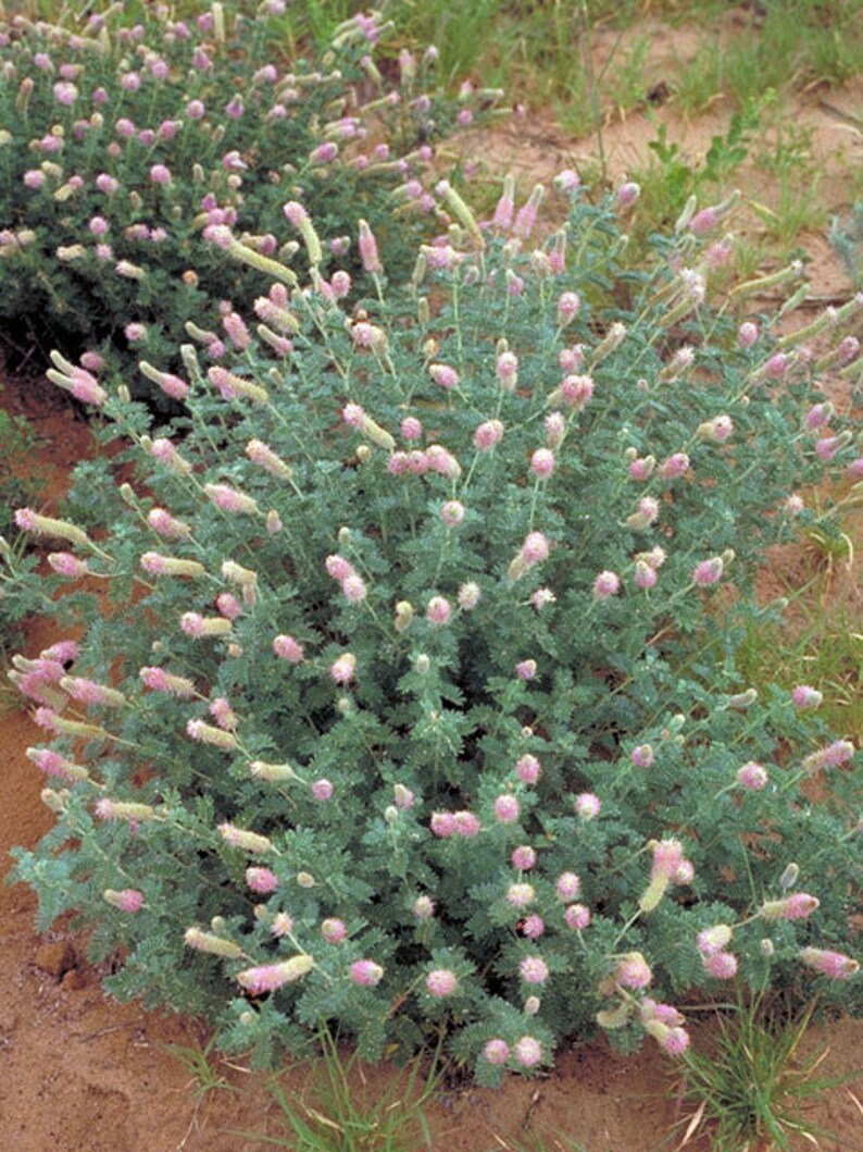 Dalea villosa Silky Prairie Clover 50_Seeds immagine 3