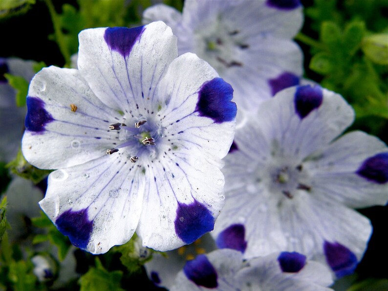 Nemophila Maculata Baby Blue Eyes Fivespot 50 Seeds Etsy