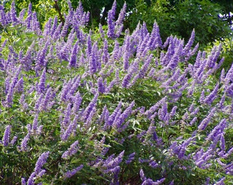 Vitex agnus-castus | Monks Pepper | Chaste Tree | 50_Seeds