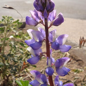 Lupinus sparsiflorus | Coulters Mojave lupine | 10_Seeds