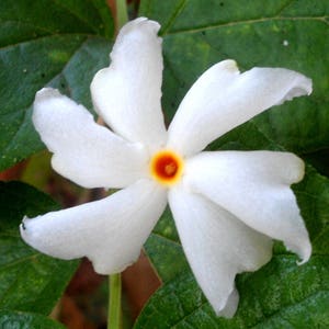 Nyctanthes arbor-tristis | Night-flowering Coral Jasmine | Parijat | 5_Seeds