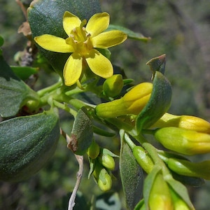 May include: A close-up of a yellow flower with five petals and a green stem. The flower is surrounded by green leaves and buds.