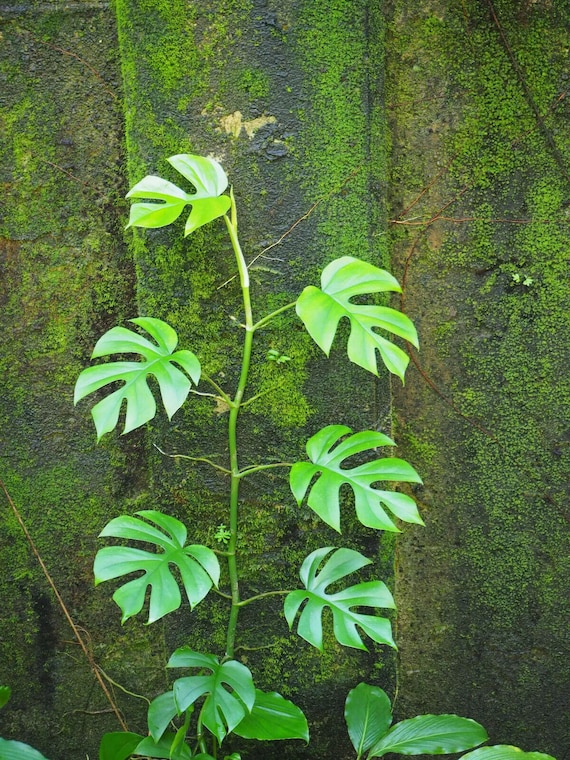 Rhaphidophora Tetrasperma | Mini Monstera | Ginny Philodendron