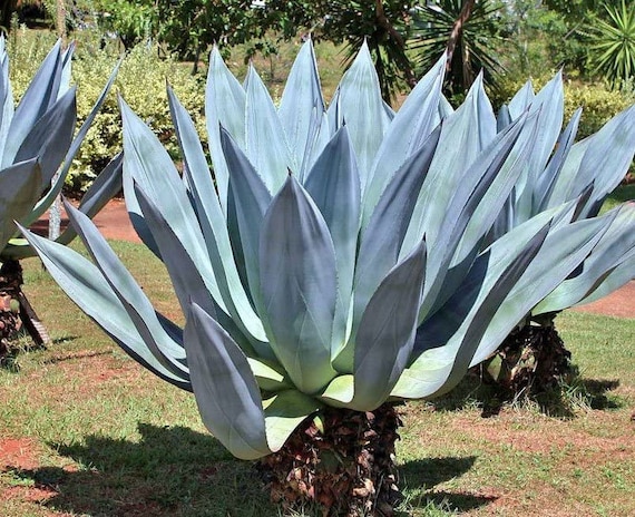 Agave Americana | Sentry or Century Plant | Maguey | American Aloe |  10_seeds - Etsy