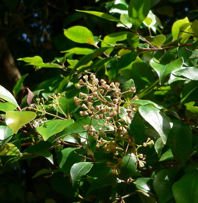 Syzygium smithii Lilly Pilly Monkey Apple Acmena Eugenia 10_Seeds image 3