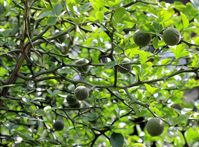 ButterflyGardenSeeds Poncirus trifoliata Contorted Flying Dragon Seeds - Thumbnail 3