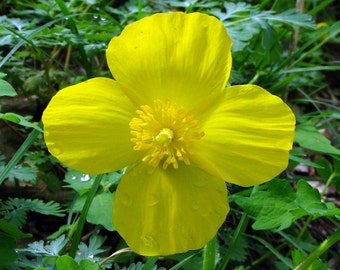 Stylophorum diphyllum | Celandine Poppy| 10_Seeds