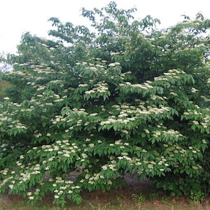 Cornus alternifolia | Green Osier | Alternate Leaf Dogwood | 5_Seeds