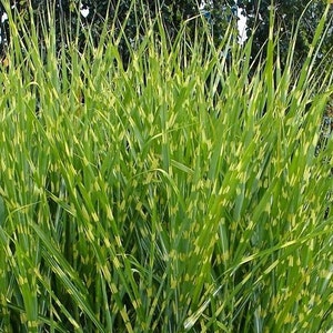 Miscanthus sinensis Zebrinus Zebra Grass 10_Seeds image 3