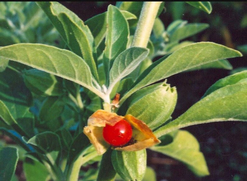 Puede incluir: Primer plano de una baya roja dentro de una c&aacute;scara verde y marr&oacute;n. La baya est&aacute; rodeada de hojas verdes.