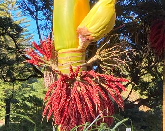 Rhopalostylis Sapida | Nikau Palm | Shaving Brush Palm | 10 Seeds