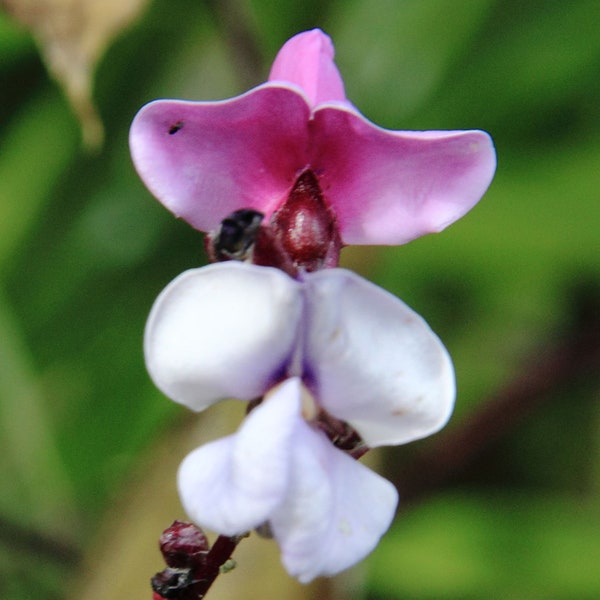 Lablab purpureus | Hyacinth Bean | 5_Seeds