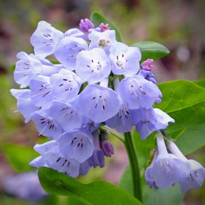 Mertensia virginica|Virginia Bluebells|Virginia Cowslip| 10_Seeds