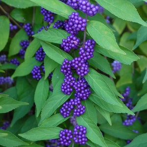 Callicarpa dichotoma | Purple Beautyberry | Early Amethyst | 20_Seeds