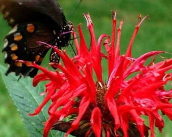 May include: A black and orange butterfly with white spots perched on a vibrant red flower with long, thin petals.