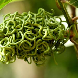 Acacia mangium | Black & Hickory Wattle | Forest Mangrove | 20_Seeds