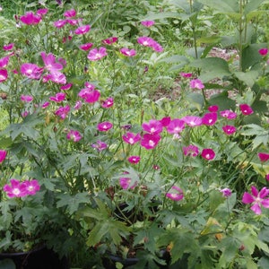 Callirhoe bushii | Bushs poppy mallow | 20_Seeds