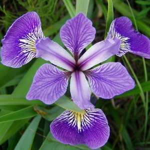 May include: A close-up of a purple iris flower with six petals. The petals have dark purple veins and white and yellow markings. The flower is surrounded by green leaves and grass.