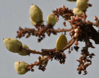 Boswellia serrata | Indian Frankincense | Salai Guggal | 5_Seeds