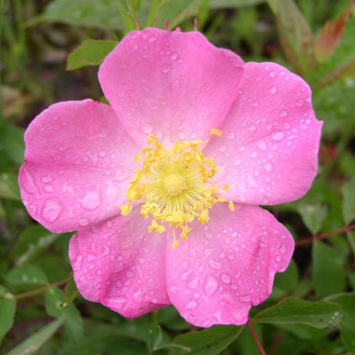 Rosa Arkansana | Wild Roser | Arkansas Prairie Wild Rose | 20_seeds - Etsy