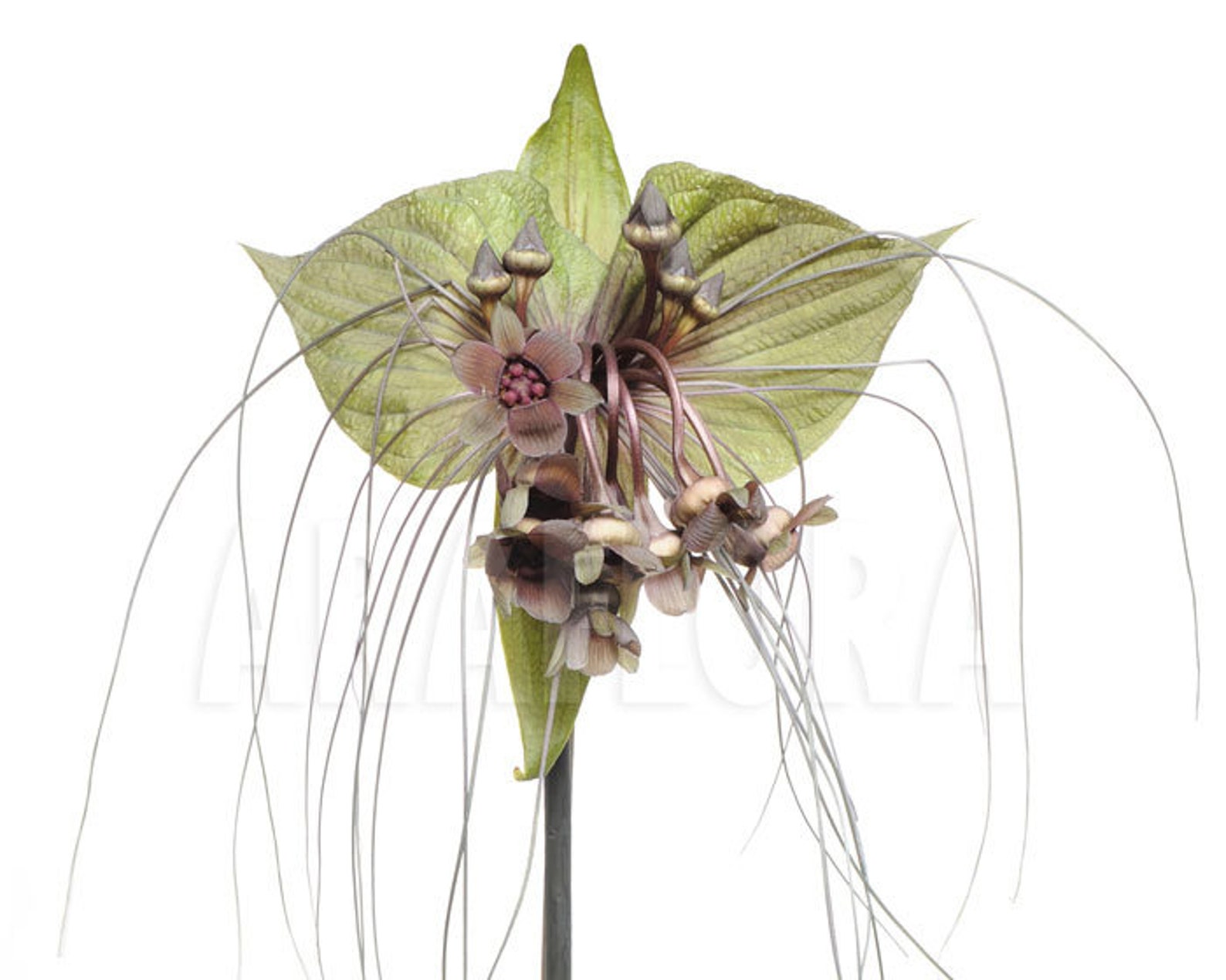 Tacca chantrieri Green 20_Seeds | Etsy