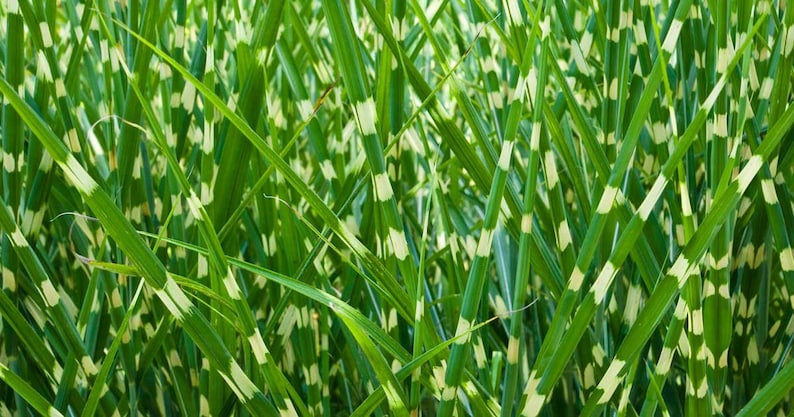 ButterflyGardenSeeds Miscanthus sinensis Zebrinus - Thumbnail 2