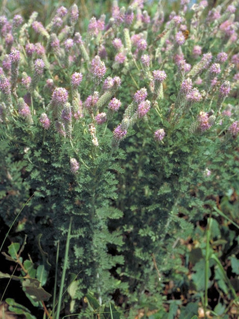 Dalea villosa Silky Prairie Clover 50_Seeds immagine 5