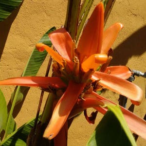 Musa aurantiaca | 20_Seeds