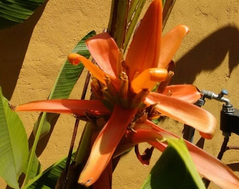 Musa aurantiaca | 20_Seeds